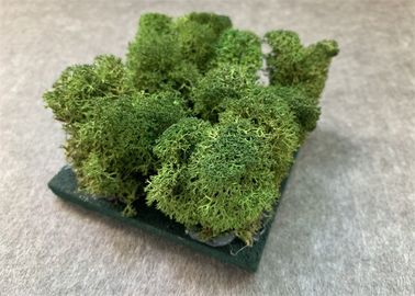 성격 이끼 3d 벽 녹색 식물 훈장 곰팡이 증거를 위한 청각적인 벽면
